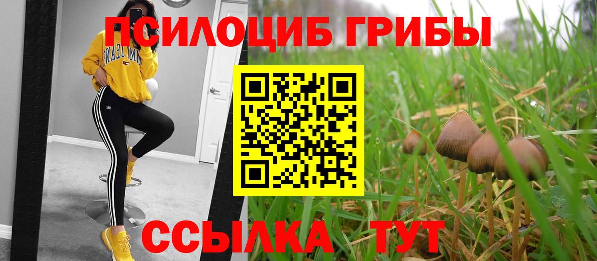 Галлюциногенные грибы прущие грибы Великий Устюг